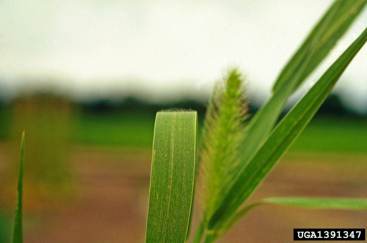 Giant foxtail. Photo courtesy of John D. Byrd, Mississippi State University, Bugwood.org.